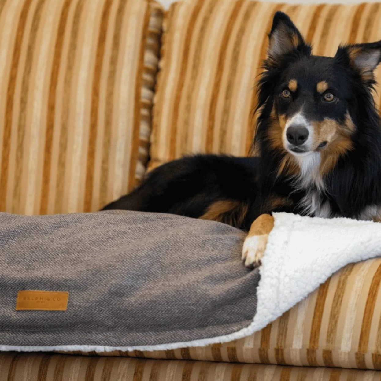 Dog lying on a striped couch with a gray and white blanket
