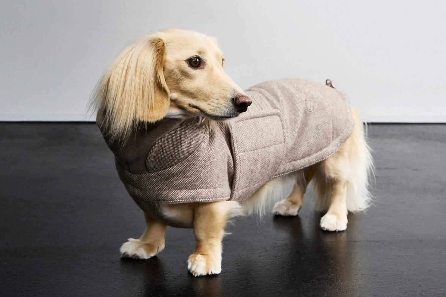 Dog wearing a gray coat on a black floor with a white wall background