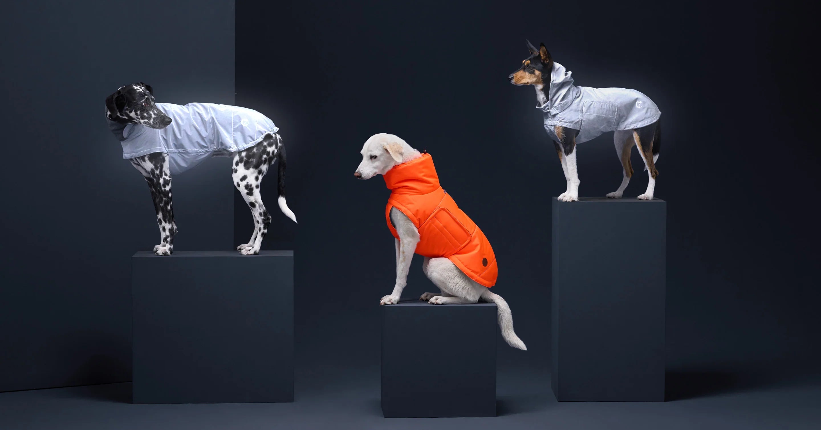 cloud 7 dog accessories uk