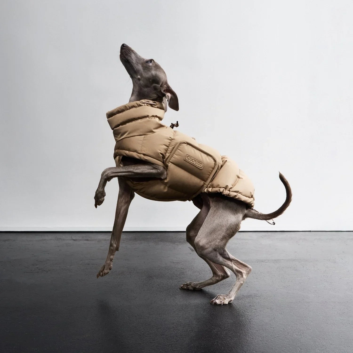 Dog Coats & Jackets