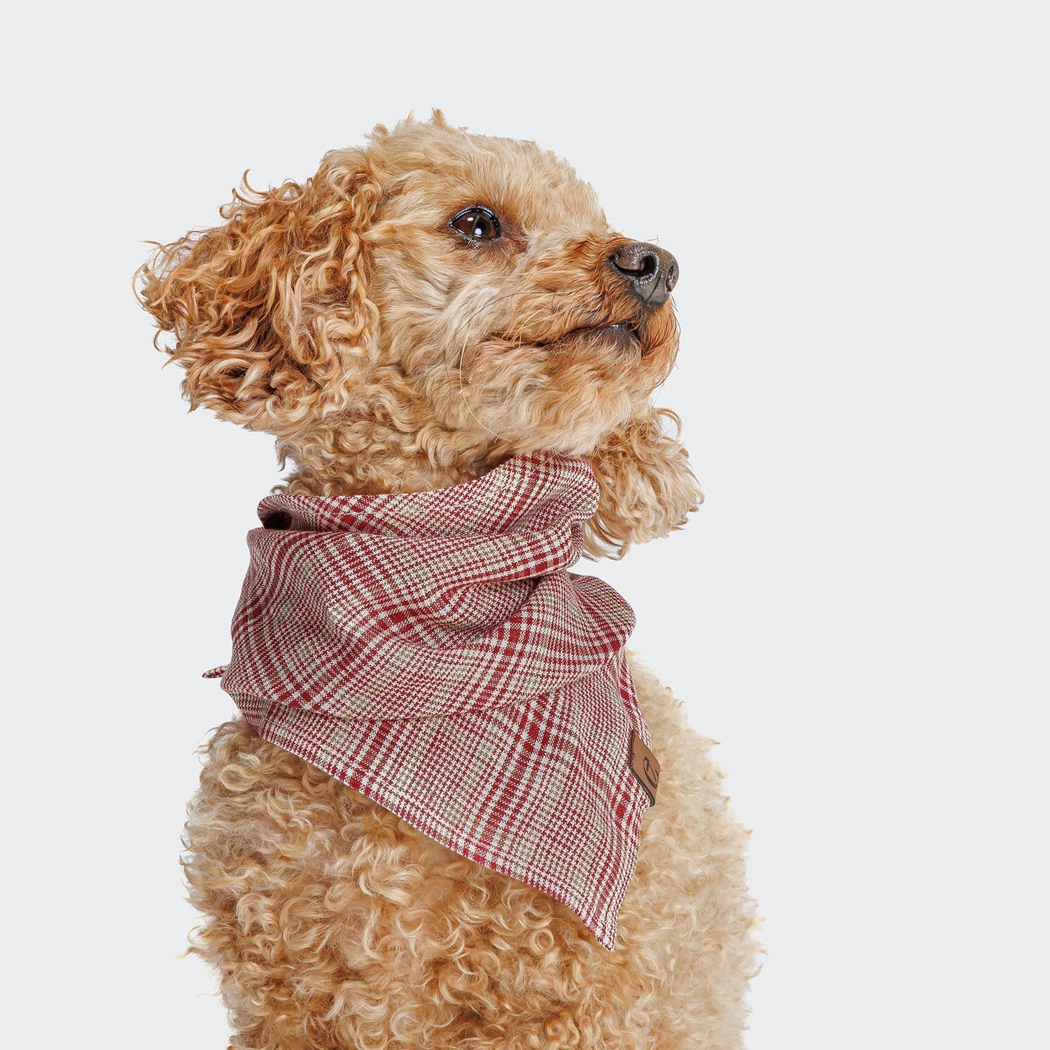 Dog Clothing & Fashion Accessories
