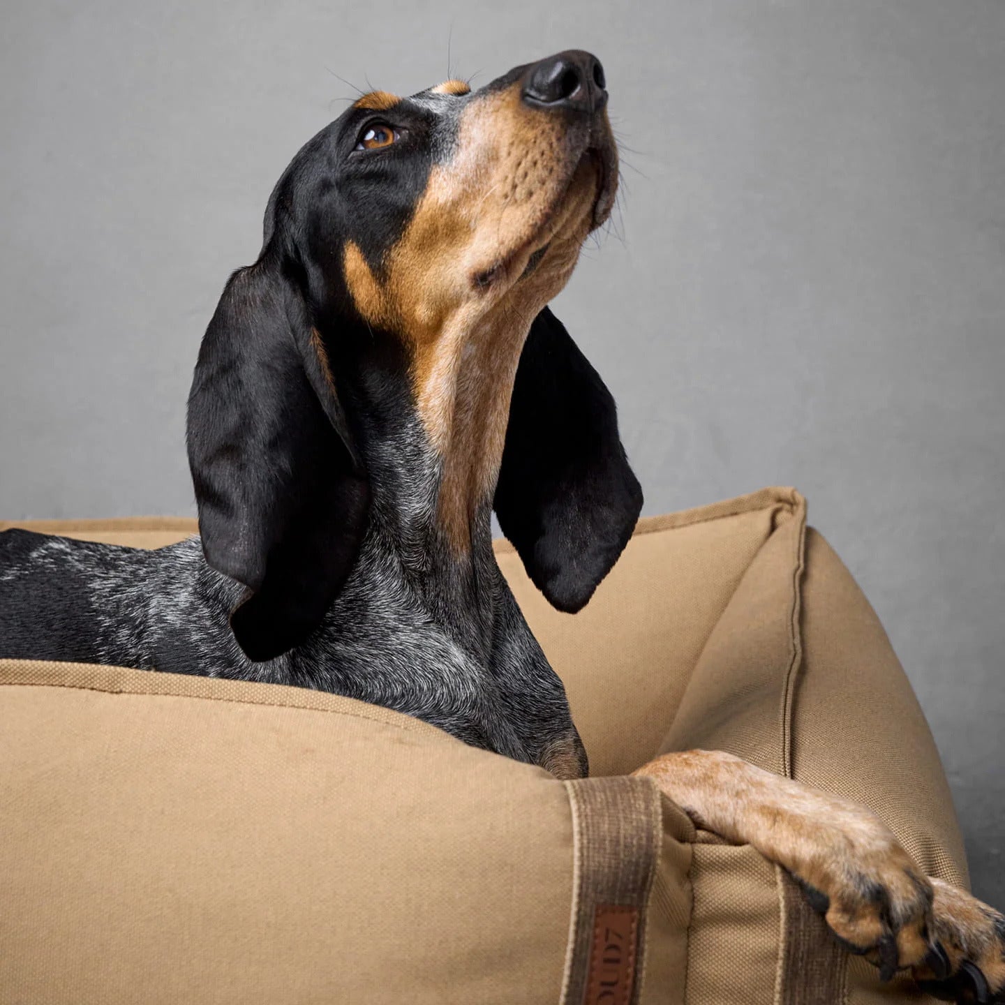 Cloud7 Dog Beds