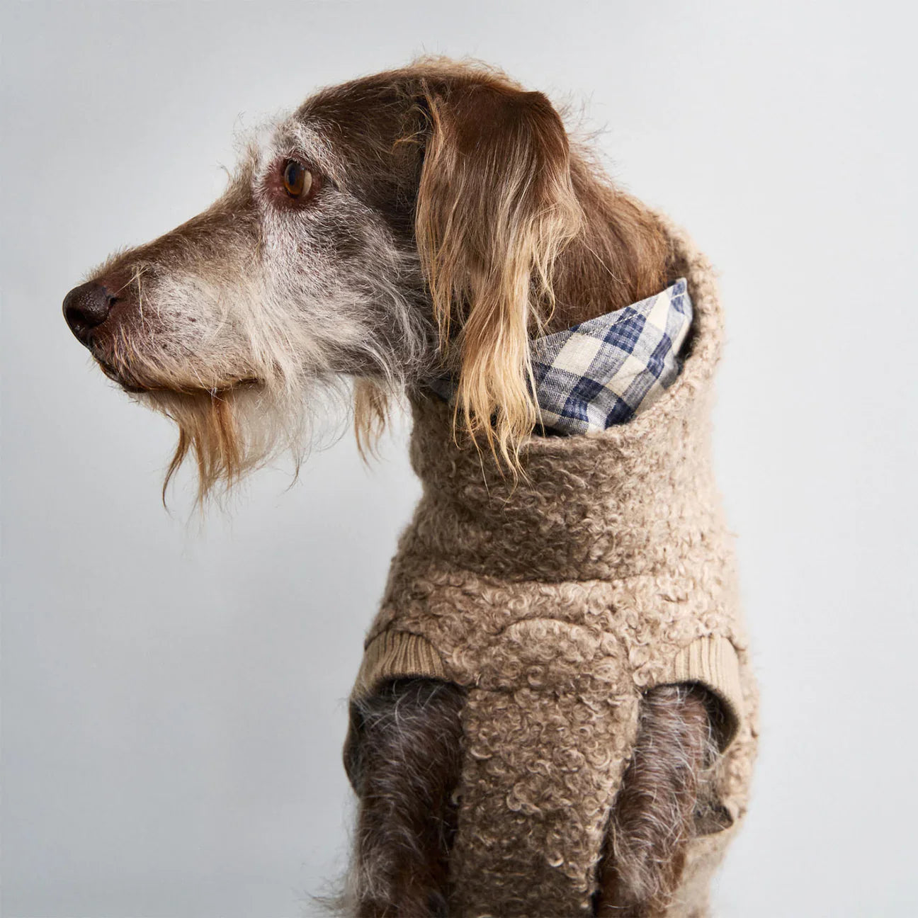 Dog Clothing