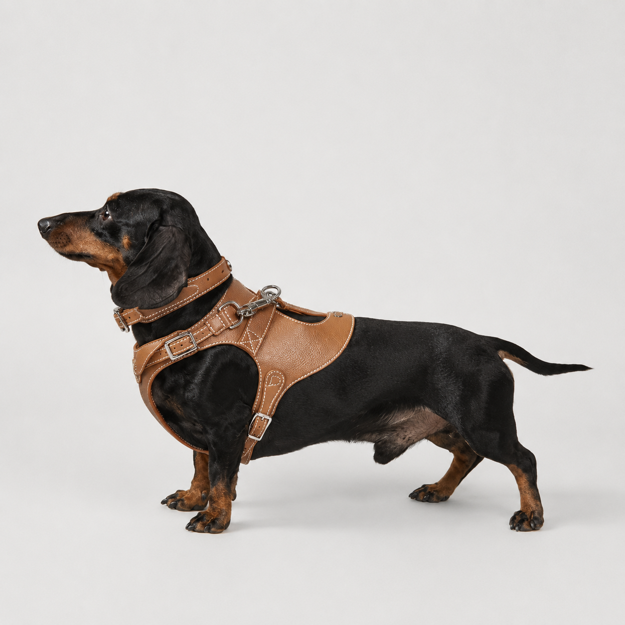 Dog Harness