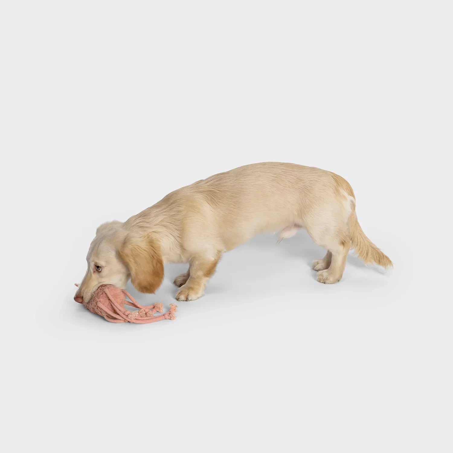 Puppy Accessories