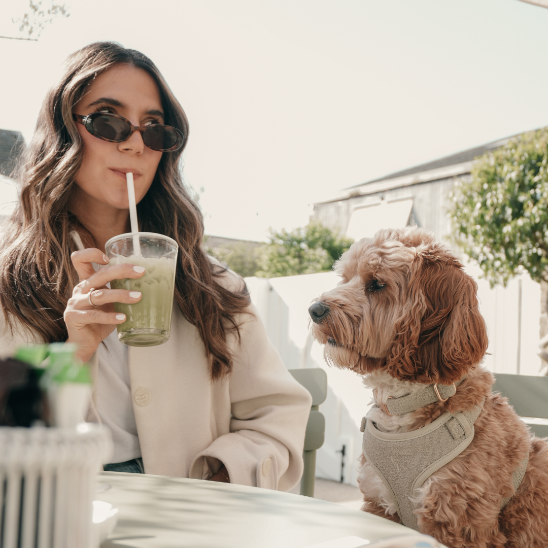 dog having a drink with his owner 