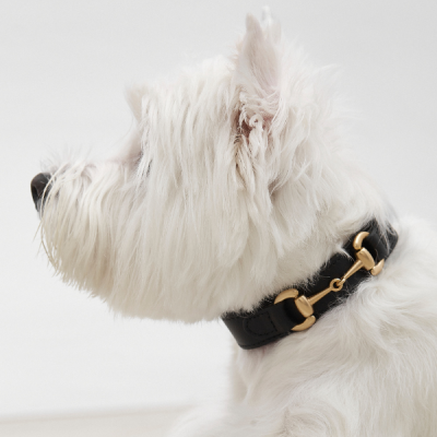 Aristopet Corocota Equestrian dog collar in classic black.