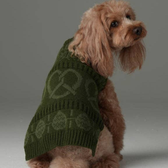 Small dog wearing a green sweater with a pattern on a gray background