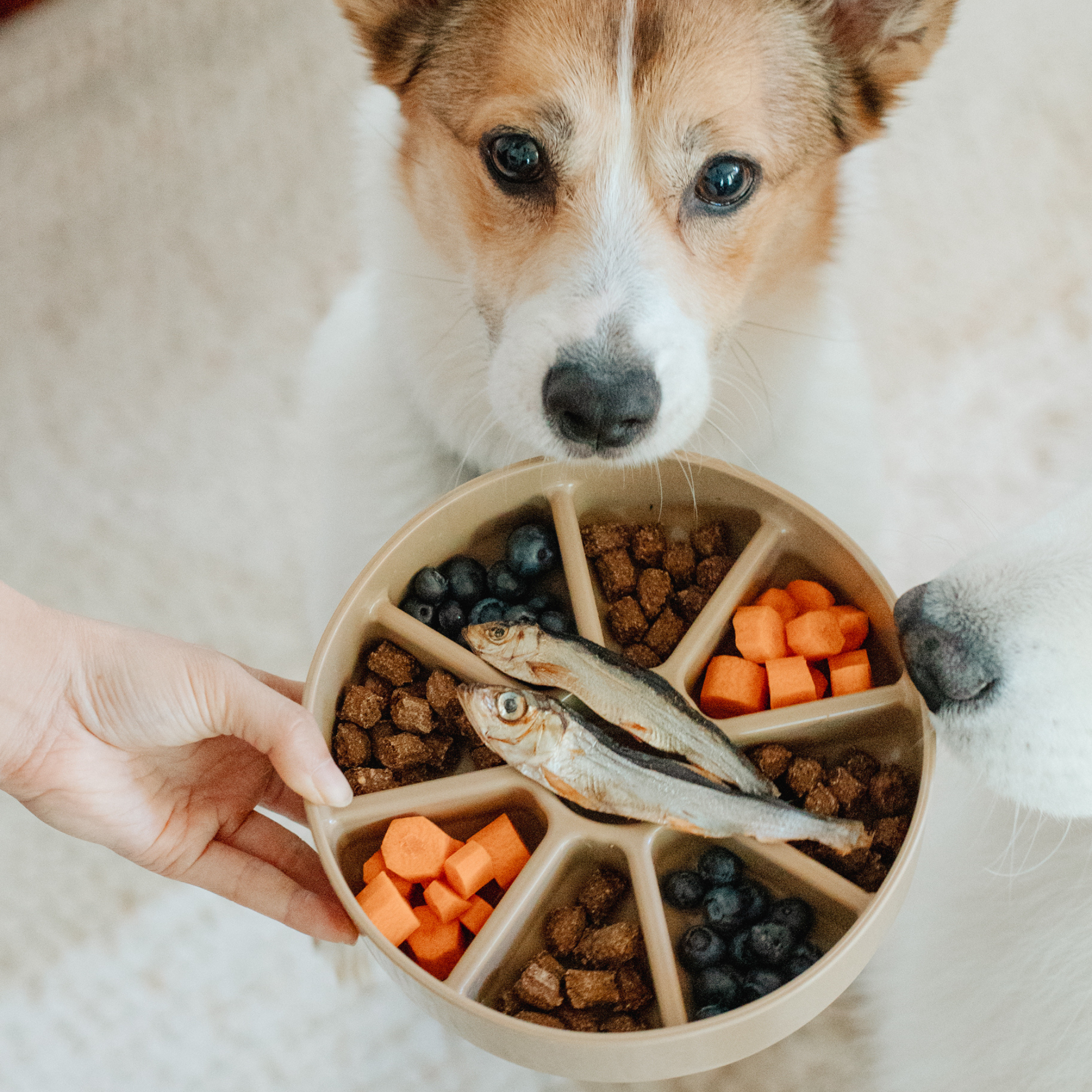 Dog looking at a bowl of food with various compartments.