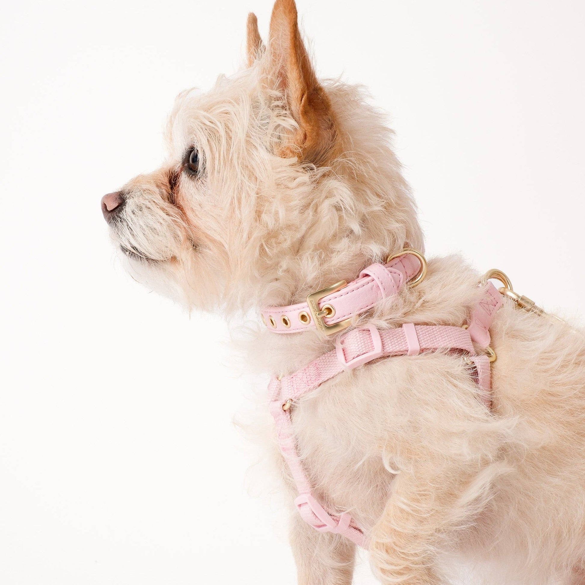 Barc London Blush Pink luxury dog harness with gold-tone hardware from Bell & Beau