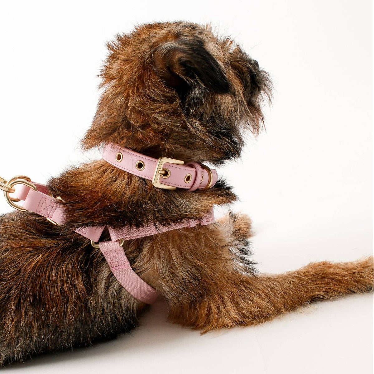 Barc London Blush Pink luxury dog harness with gold-tone hardware from Bell & Beau