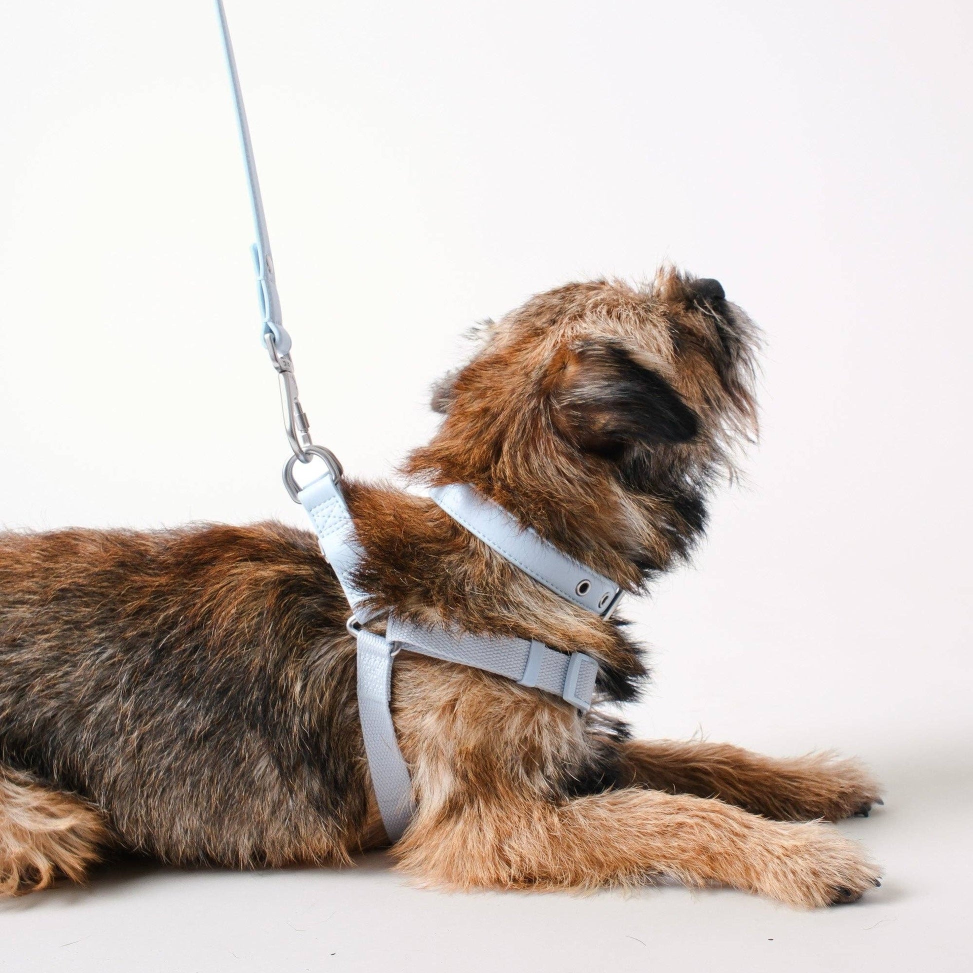 Barc London Dusk Blue luxury dog harness with silver-tone hardware from Bell & Beau