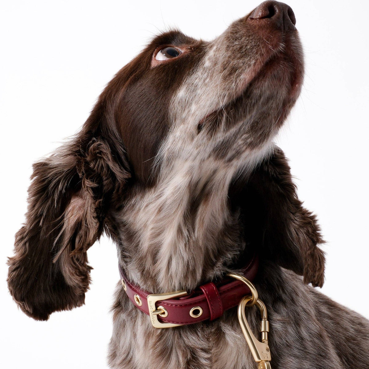 Barc London Merlot Red dog collar for stylish everyday walks.