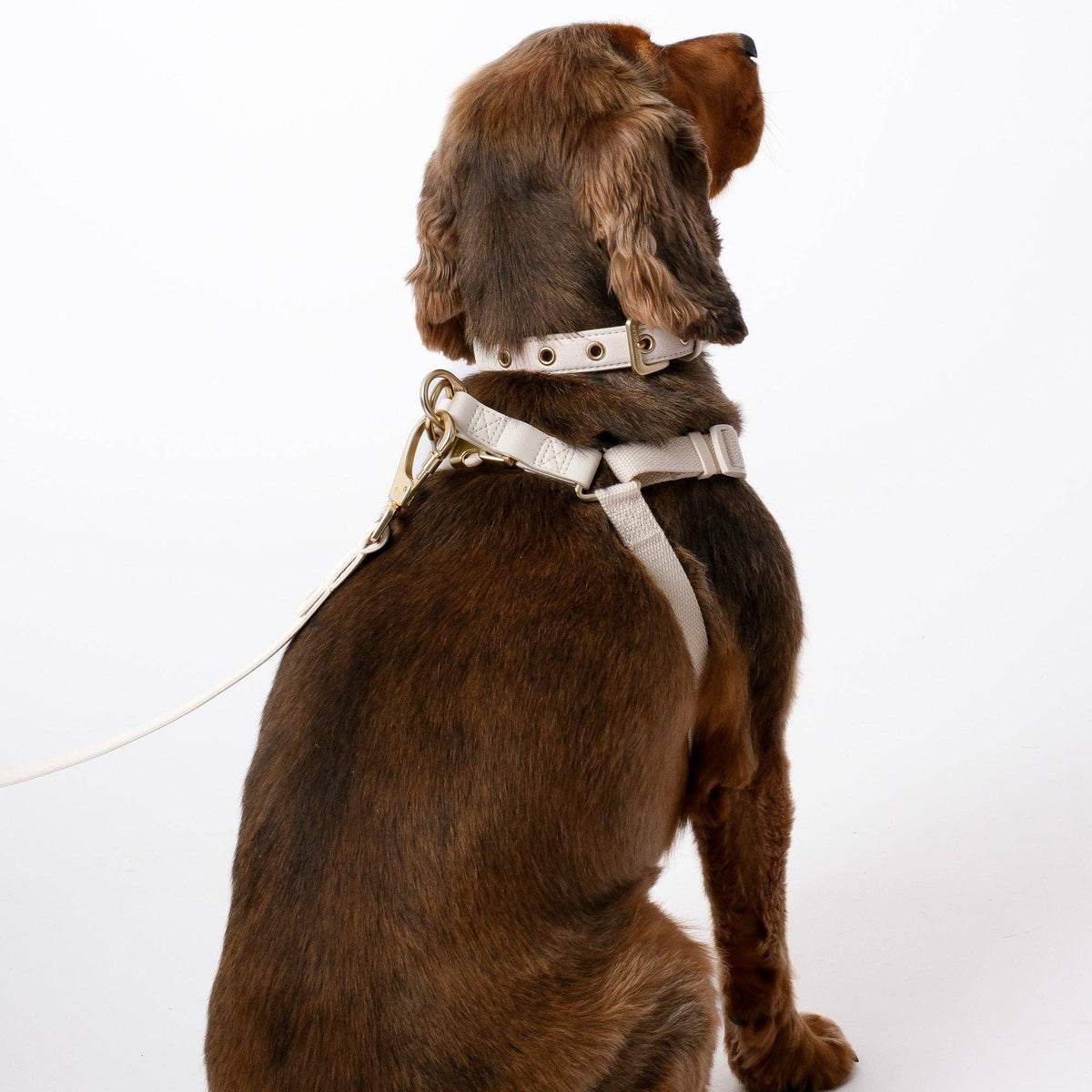 Barc London Light Ivory ergonomic dog harness for stylish everyday walks.