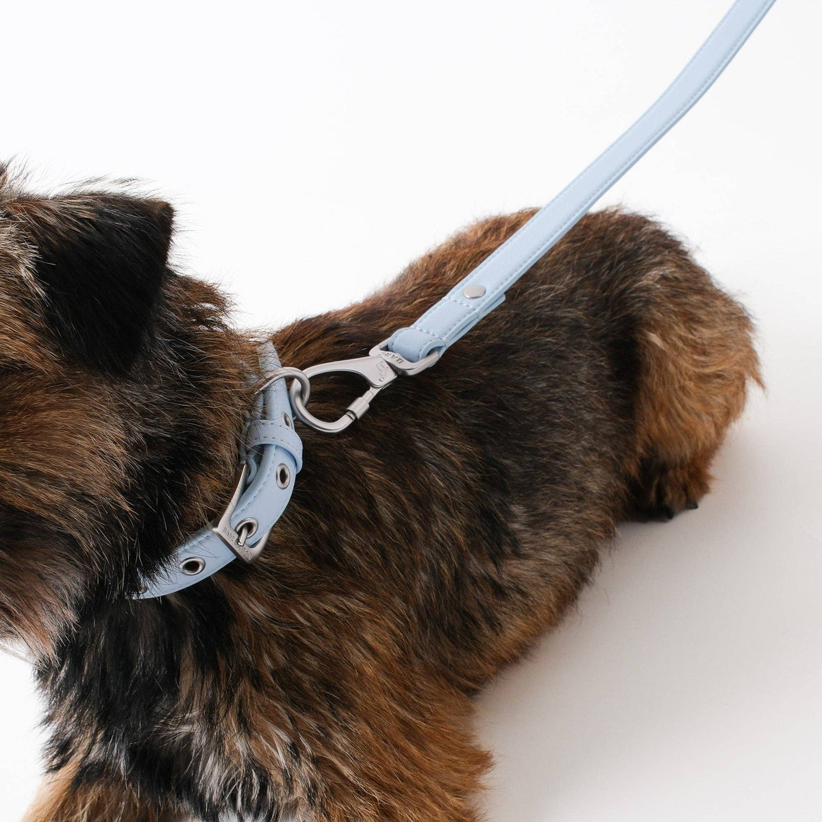 Dog wearing a light blue harness and leash on a white background