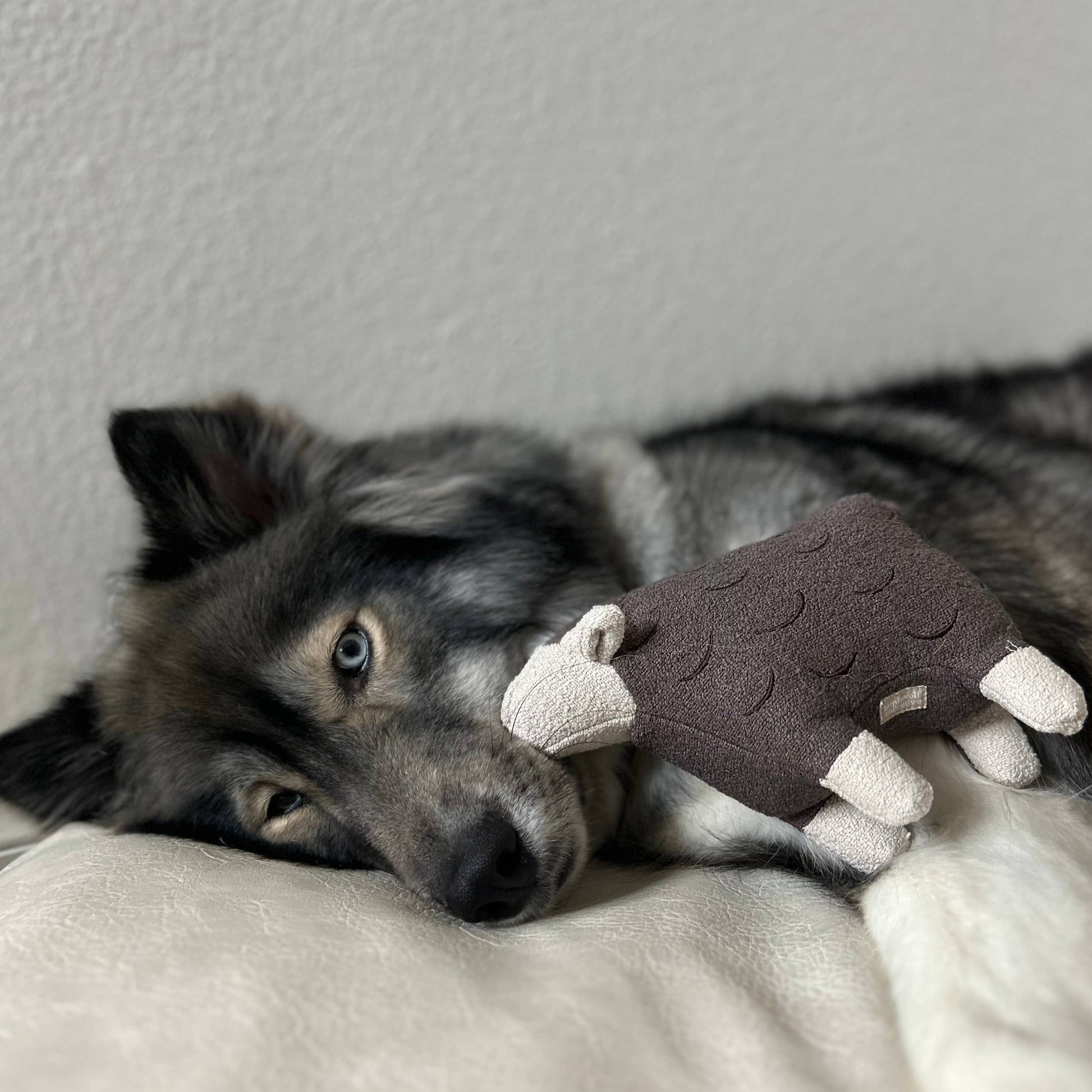 Soft Lambwolf Collective Barry dog toy with internal squeaker