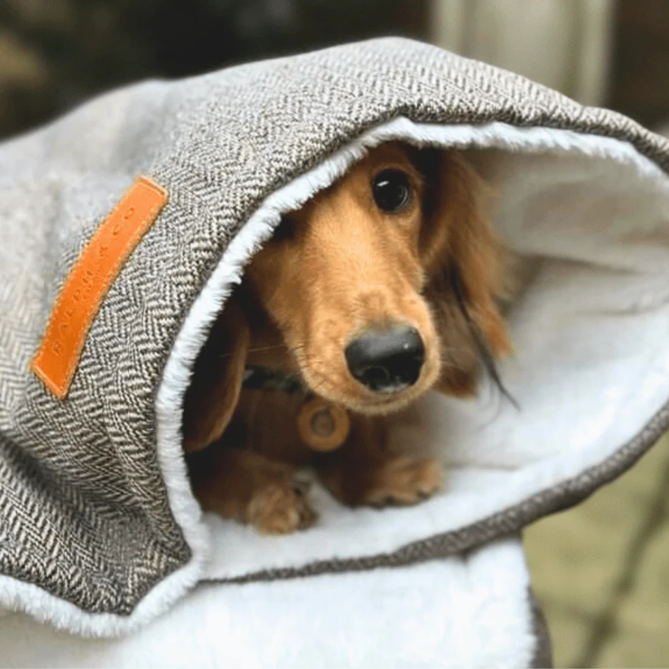 Dog peeking out from a gray hooded towel with an orange tag.
