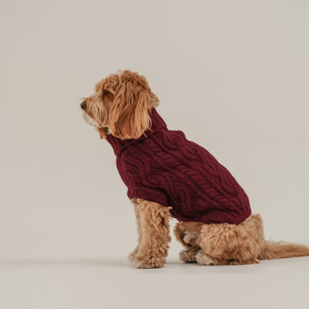 Bordeaux cable knit dog jumper by By Teddy