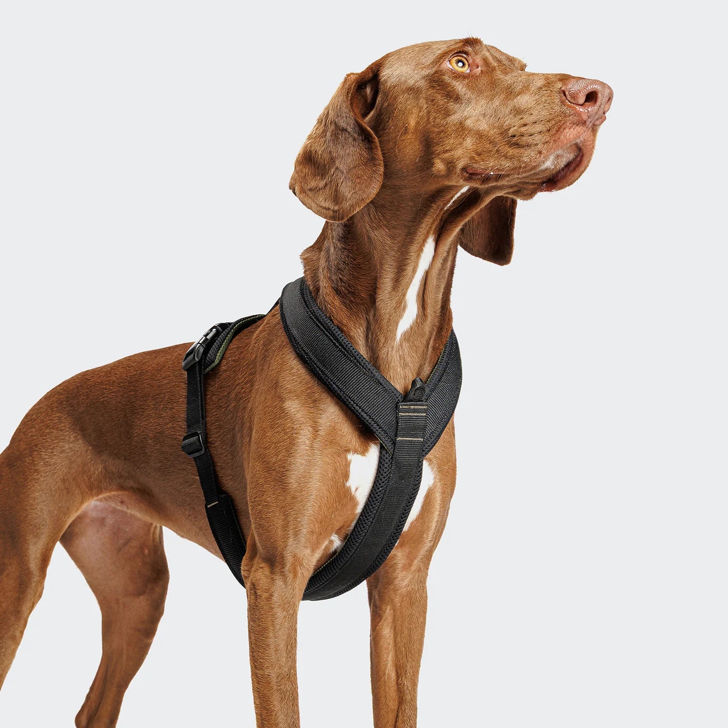 Cloud7 AKTIV Air-Mesh harness featuring padded comfort and ergonomic Y-shape design.
