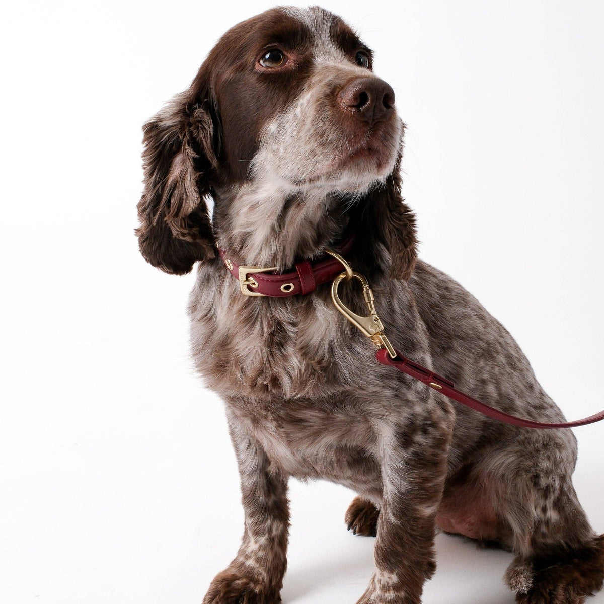 Luxury burgundy dog collar with elegant gold-tone buckle and hardware.