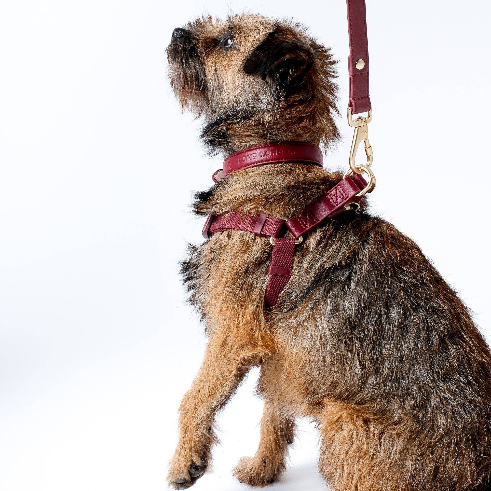 Luxury burgundy red dog harness with textured microfibre leather and gold hardware.