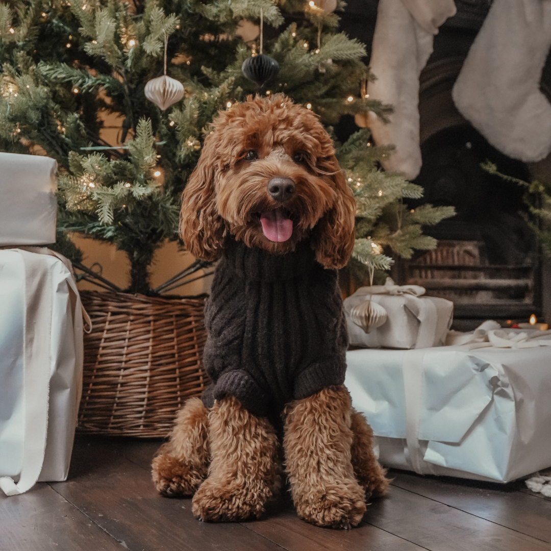 By Teddy Capsule Cable Knit Dog Jumper in rich chocolate brown