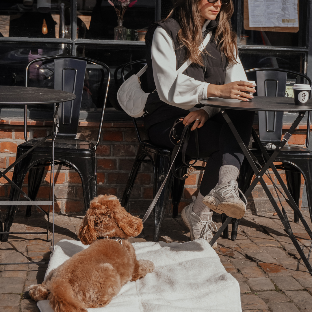 DOG SAT AT A CAFE 