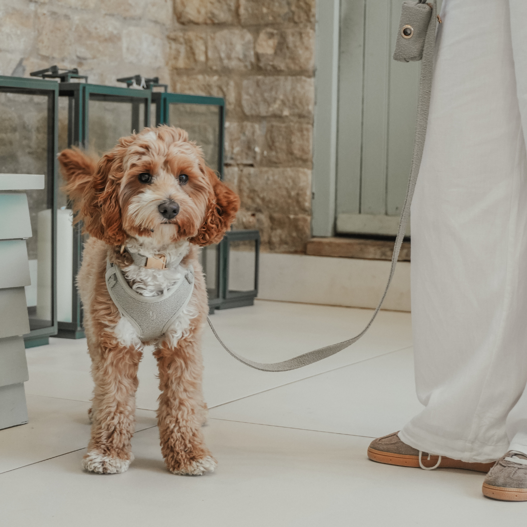 dog ready for a walk 