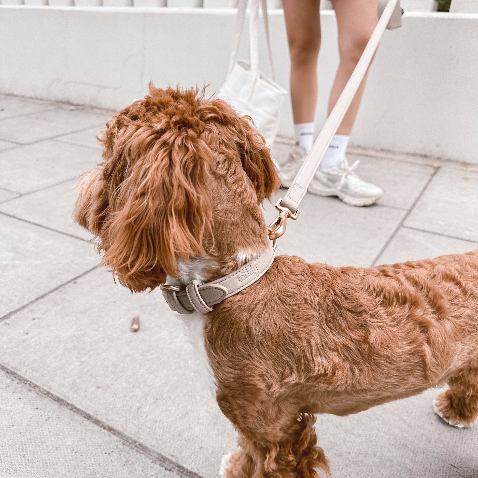 Brown dog on a leash being walked by a person in a white dress.