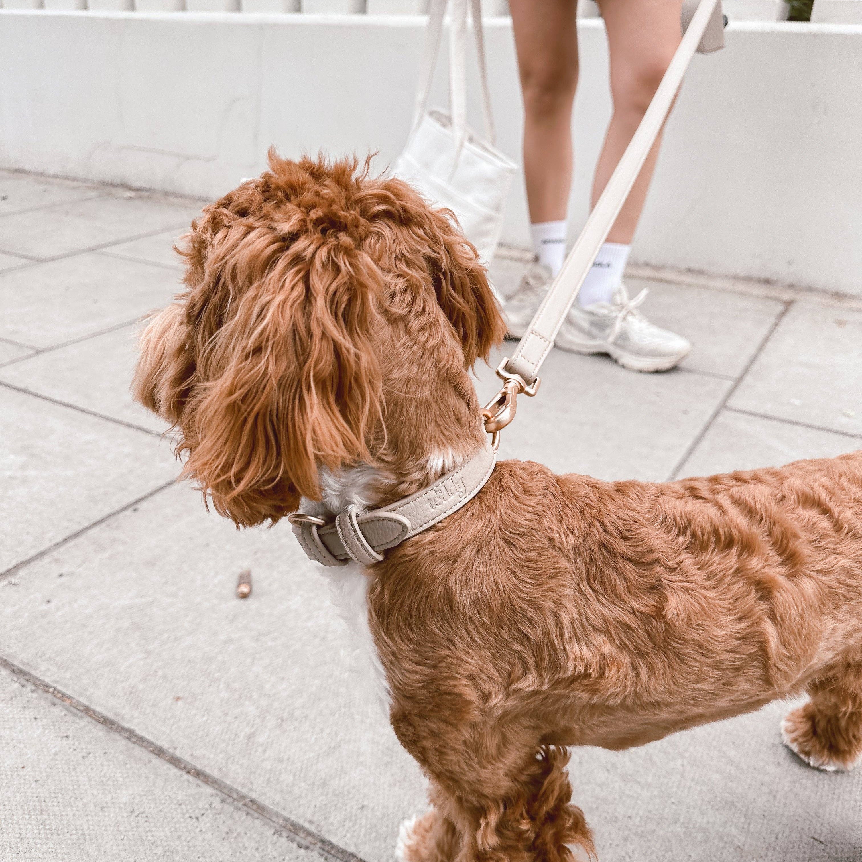 Brown dog on a leash being walked by a person in a white dress.