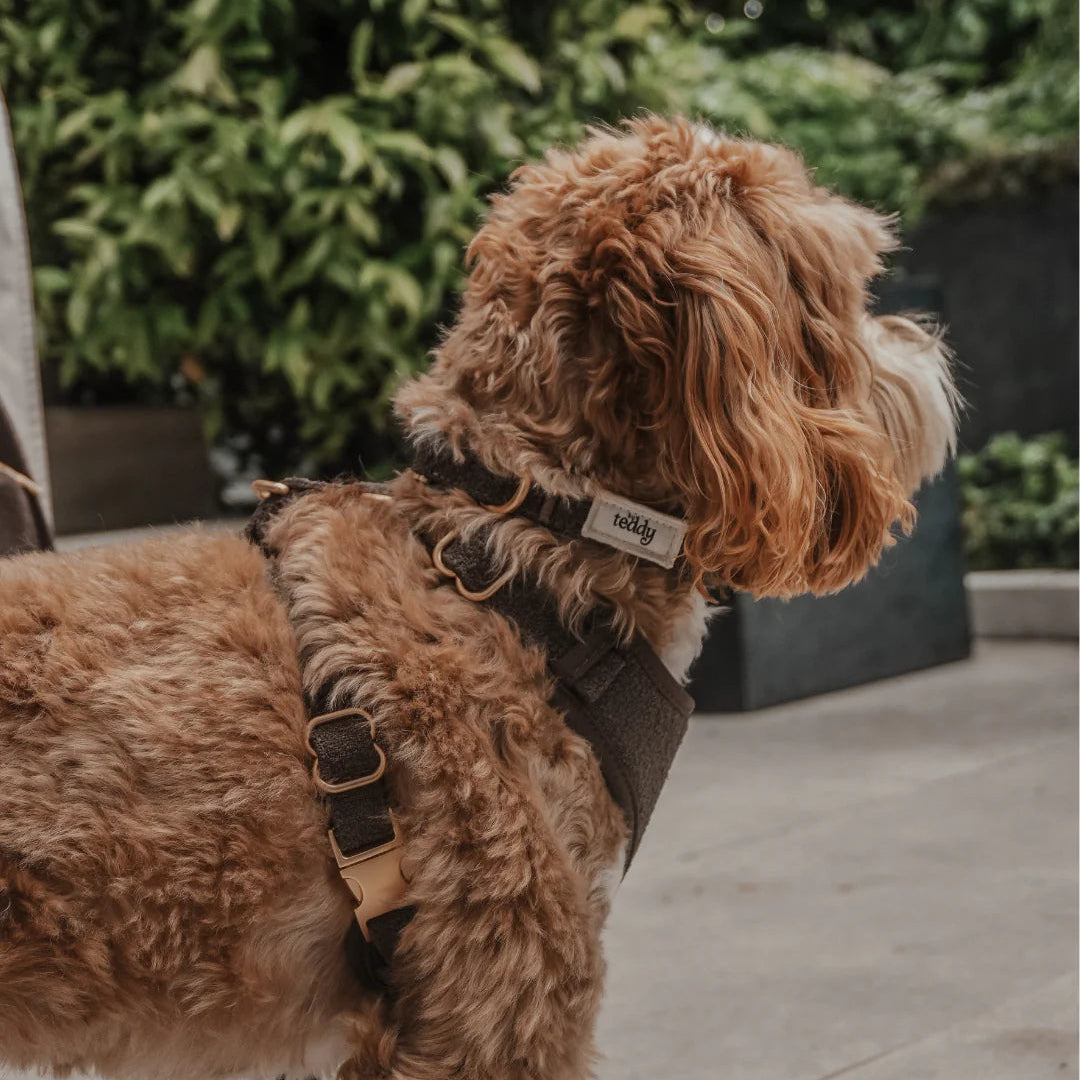 Brown dog wearing a harness with a visible brand logo, standing on a pavement.