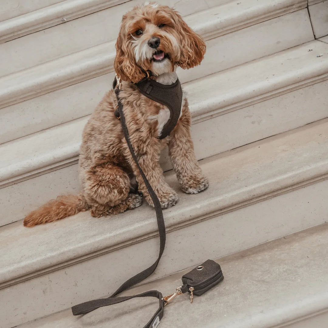 Dog sitting on steps with a leash and small bag