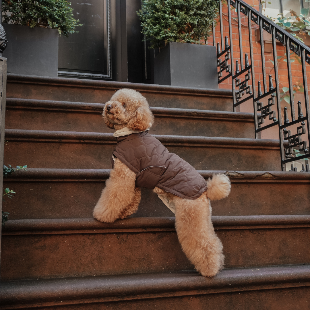 Chocolate brown waterproof quilted dog coat by By Teddy