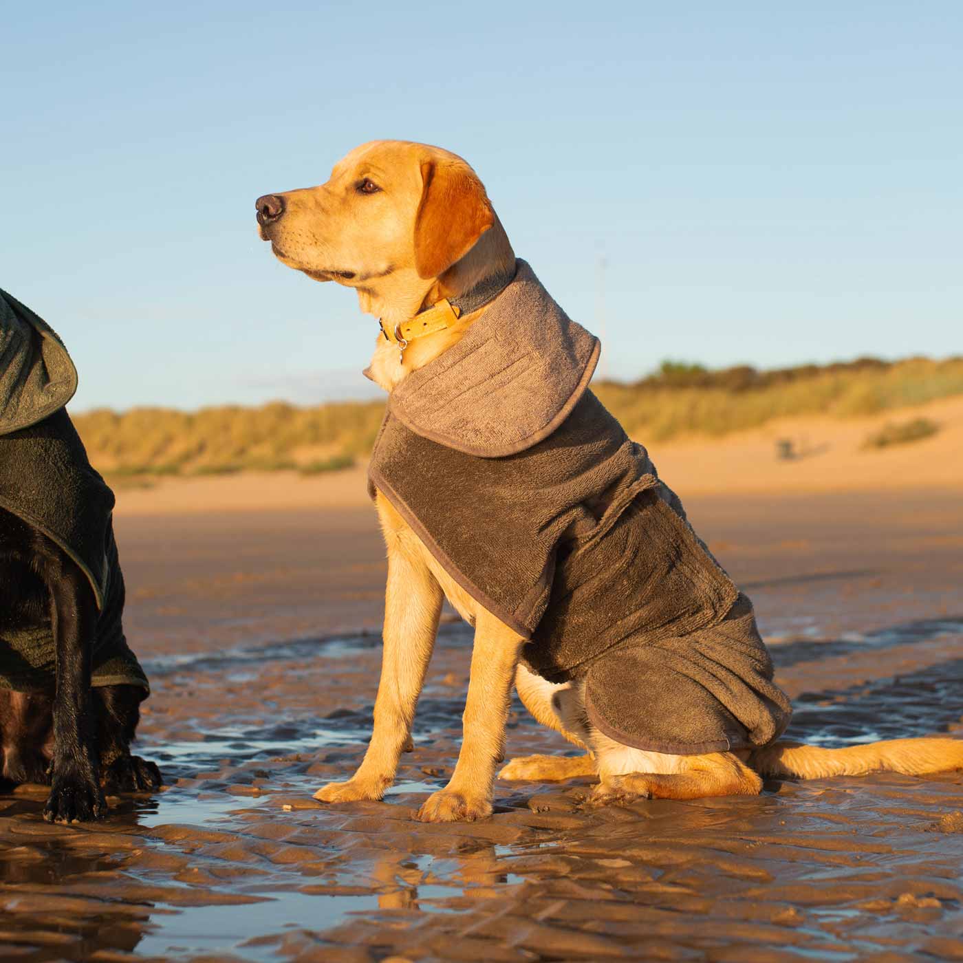Two dogs in coats standing in water on a beach with a clear sky.