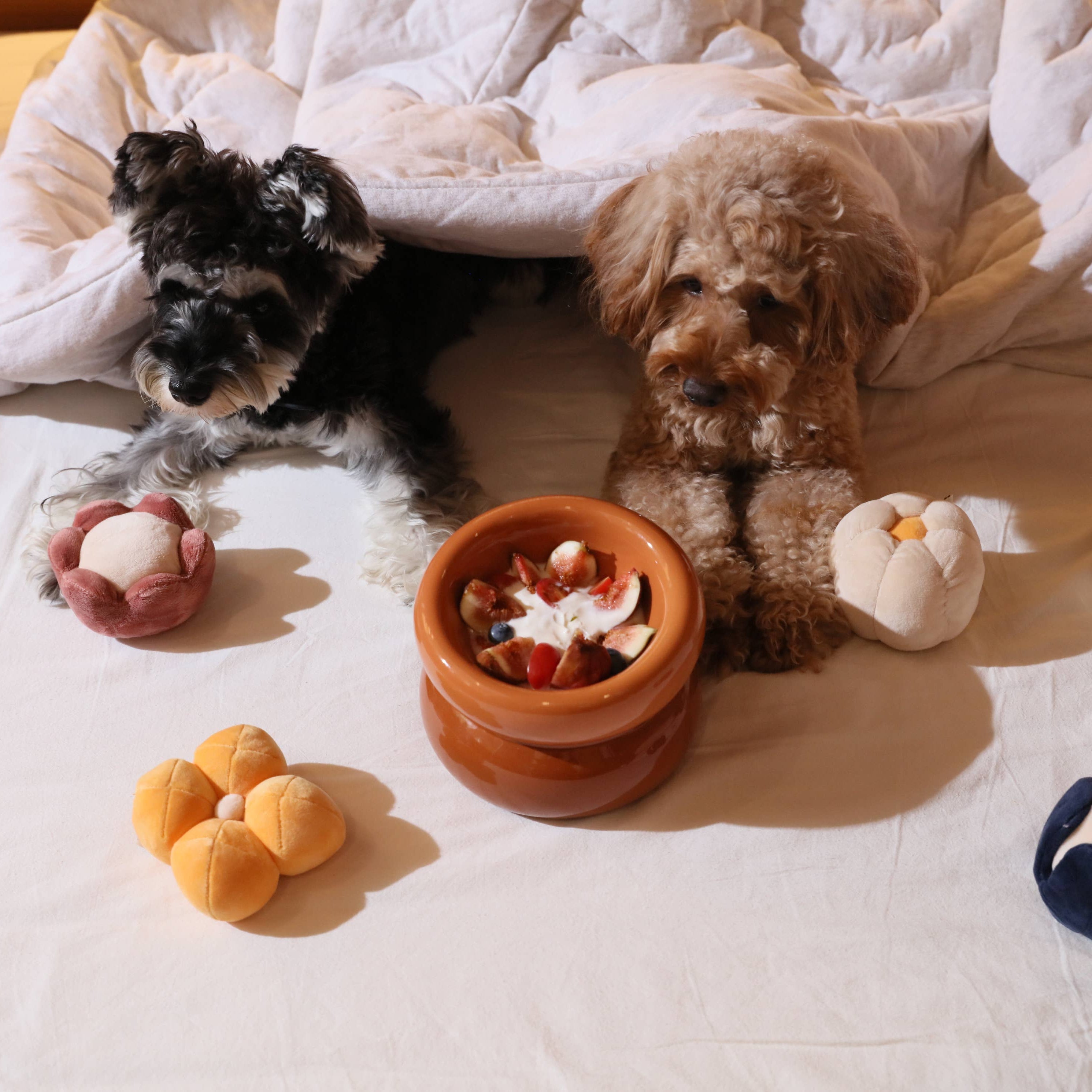 Two dogs on a bed with toys and a bowl of treats.