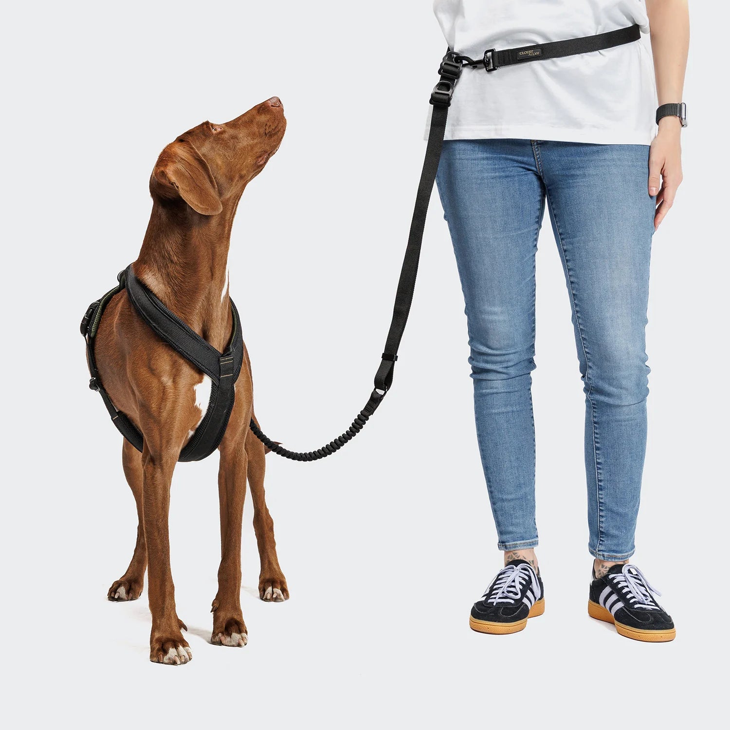 Dog wearing a harness with a leash, standing next to a person on a light gray background