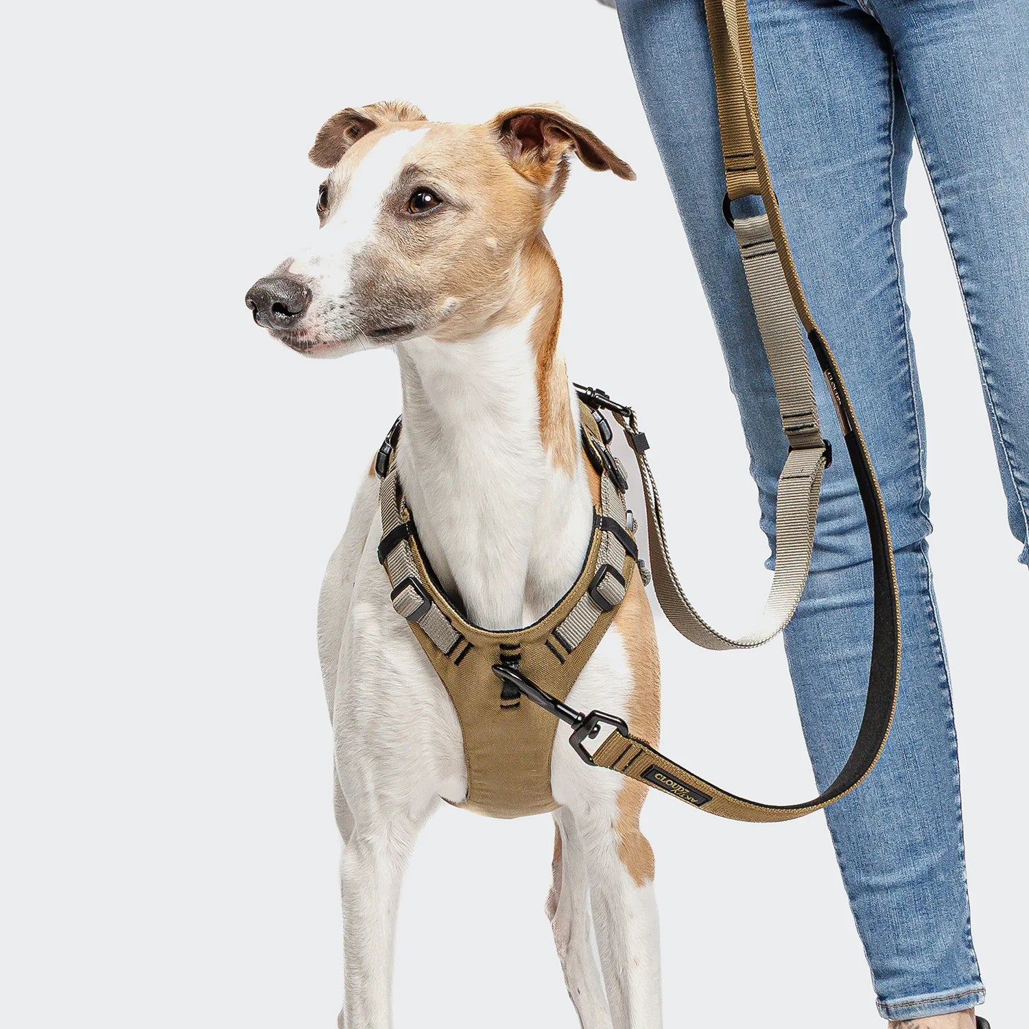 Dog wearing a harness with a leash, standing next to a person on a light gray background