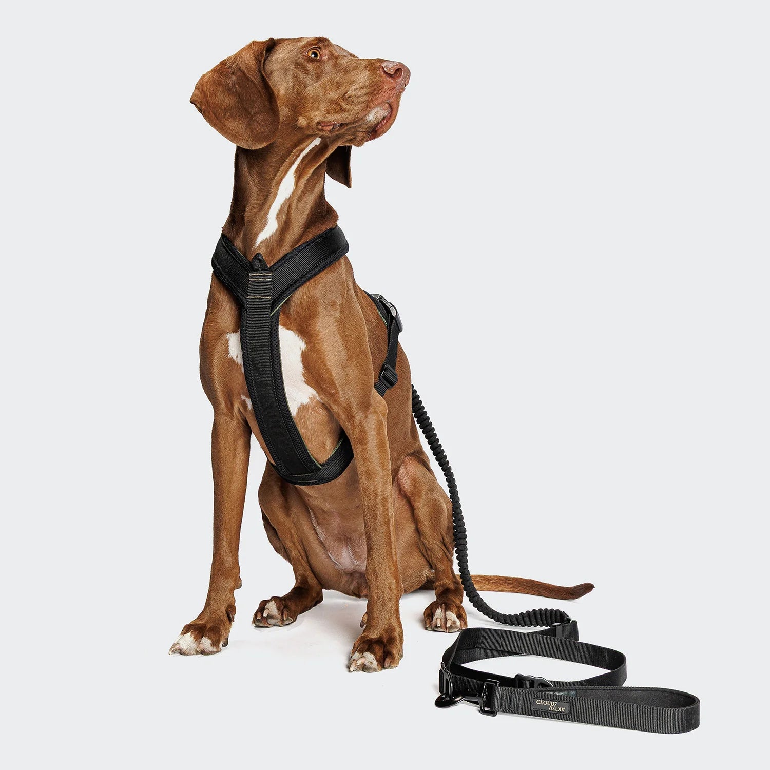 Cloud7 Y-1 AKTIV Air-Mesh Black harness designed for walking, hiking and outdoor adventures.