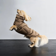 Cloud7 Dachshund Coat Alaska Sandy Brown luxury winter coat for Dachshunds available at Bell & Beau.