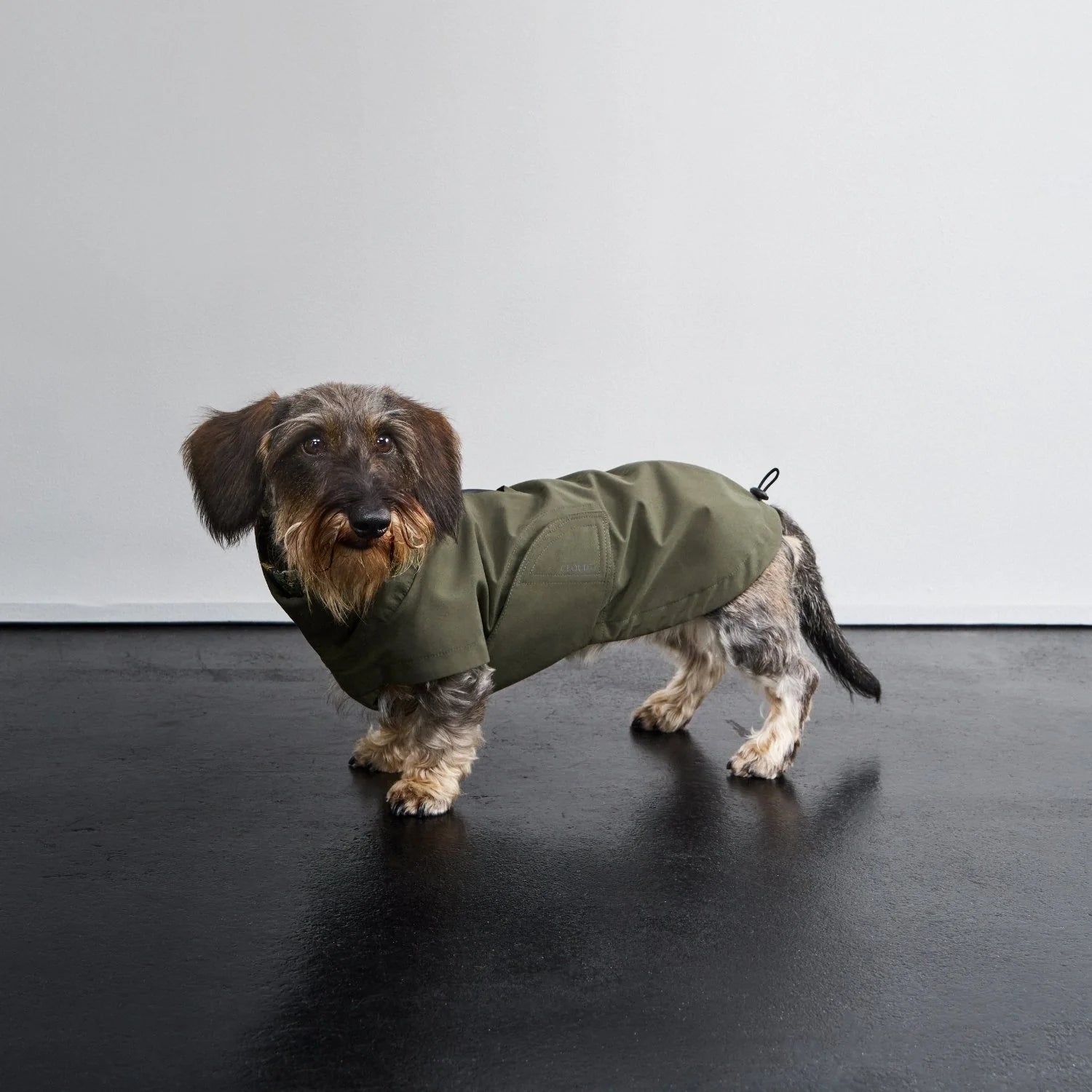 Cloud7 Dachshund Raincoat Dublin 2.0 Dark Olive waterproof dog coat with tailored Dachshund fit from Bell & Beau.