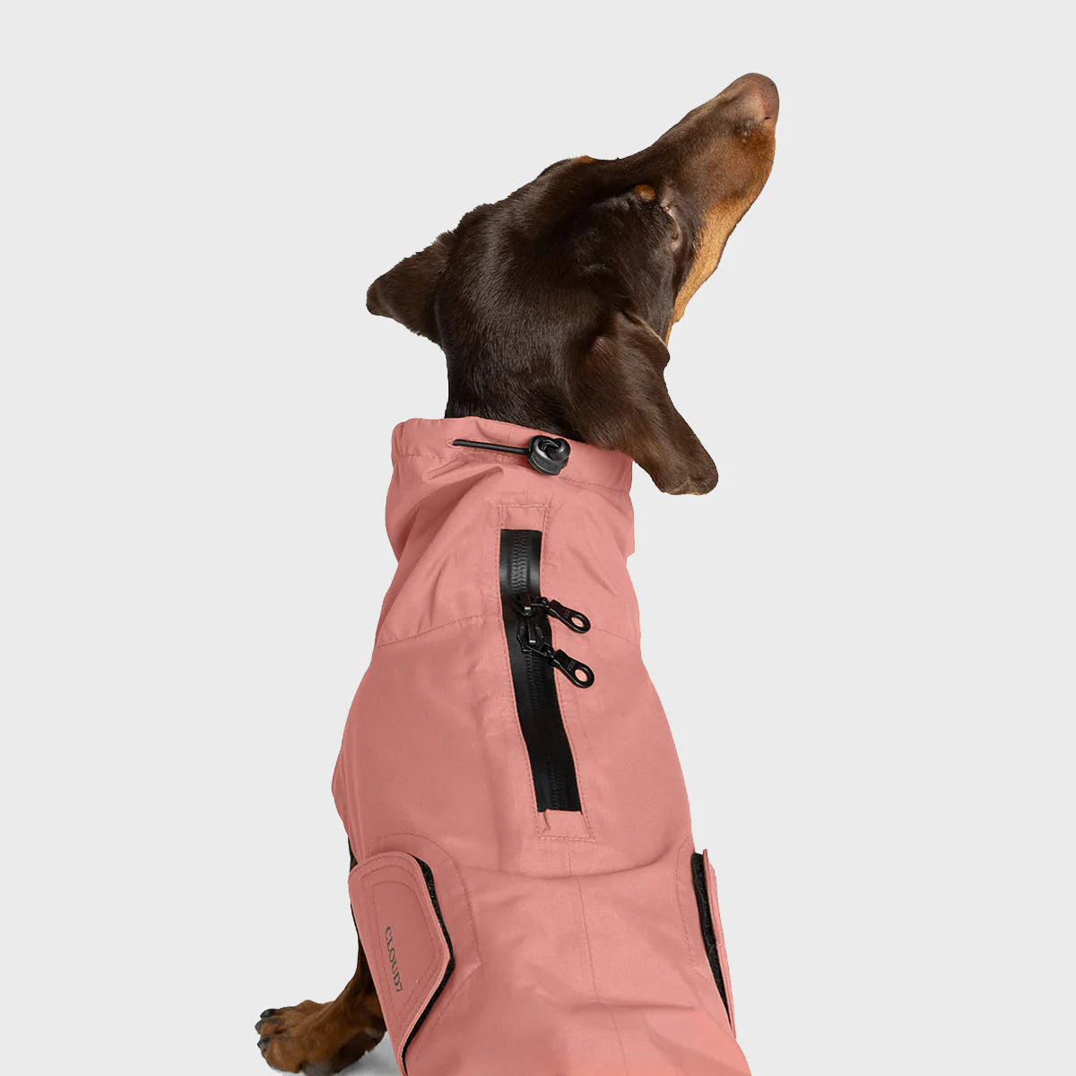 Dog wearing a pink coat on a light gray background