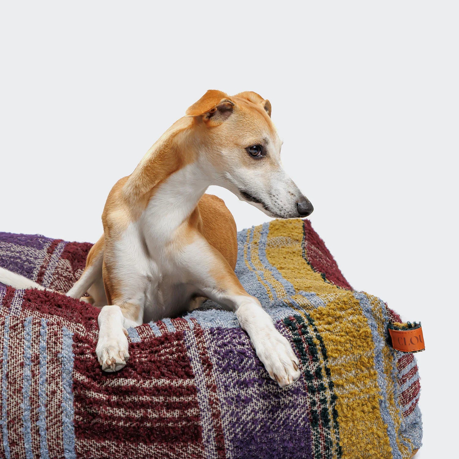 Dog sitting on a patterned cushion with a plain background
