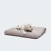 Cloud7 Dog Bed Siesta Teddy featuring ultra-soft teddy fleece and supportive raised sides from Bell & Beau.