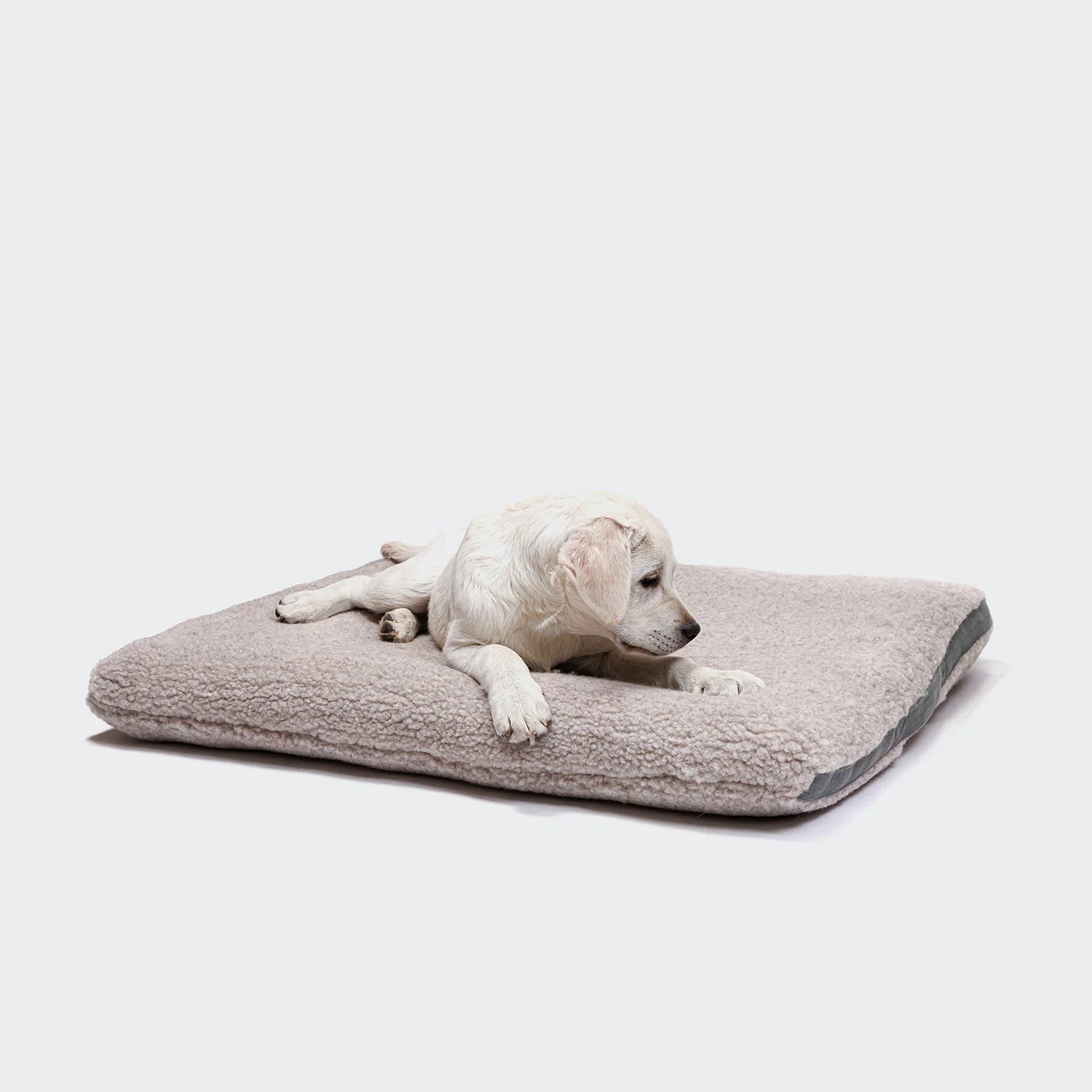 Cloud7 Dog Bed Siesta Teddy featuring ultra-soft teddy fleece and supportive raised sides from Bell & Beau.