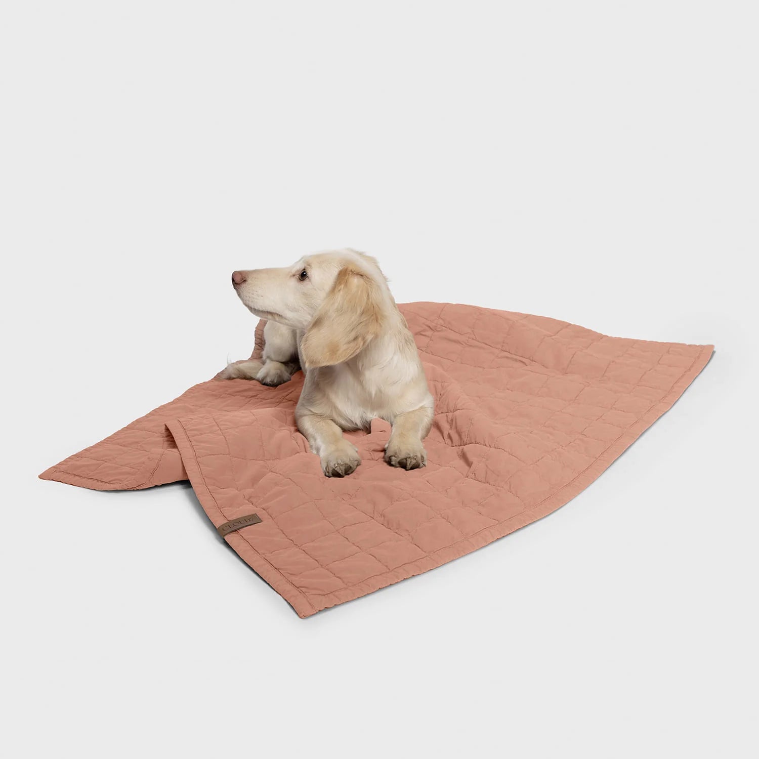 Dog sitting on a quilted pink blanket against a white background