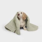 Cloud7 Dog Blanket LTTL Faded Moss crafted from quilted percale cotton and available at Bell & Beau.
