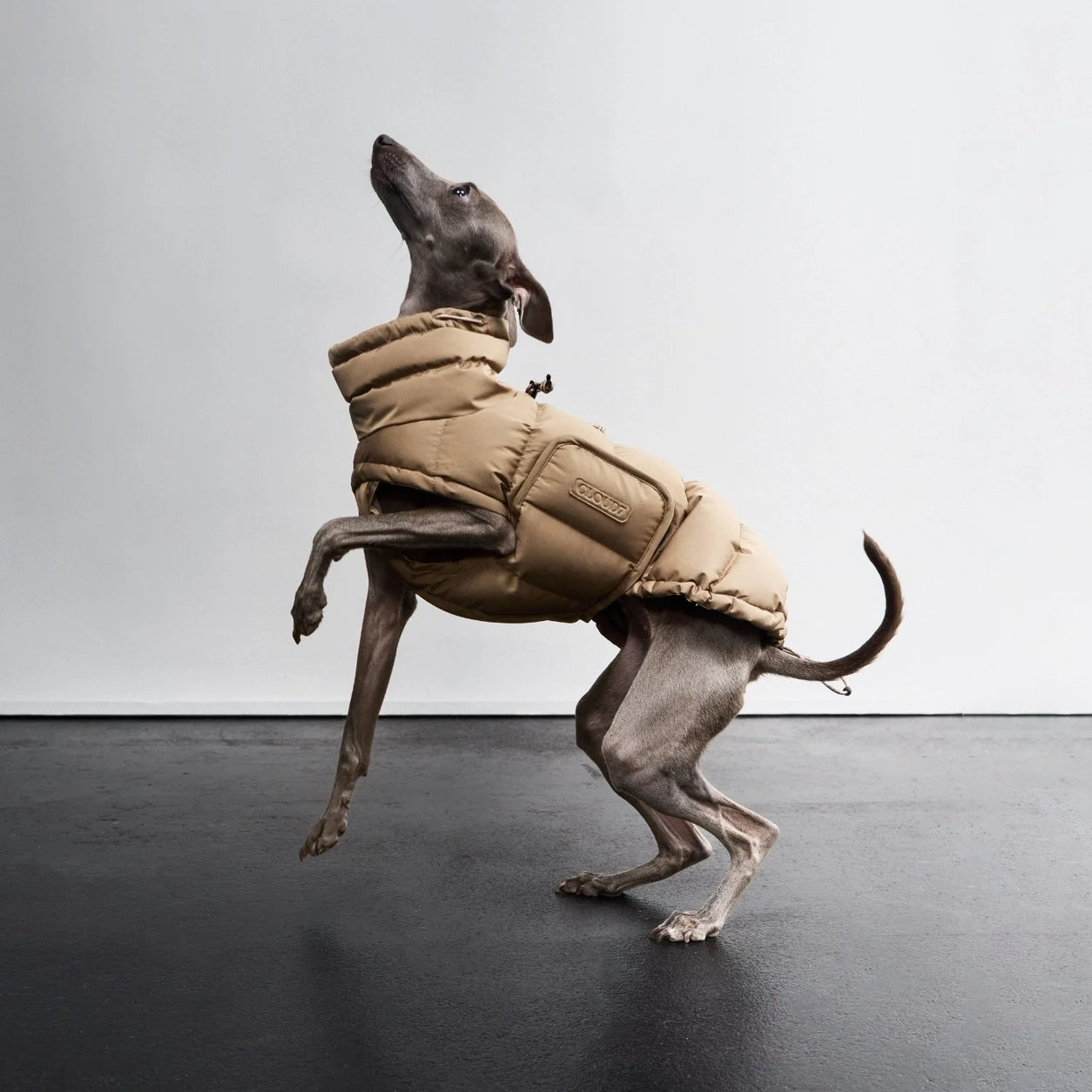 Cloud7 Dog Coat Alaska - Sandy Brown
