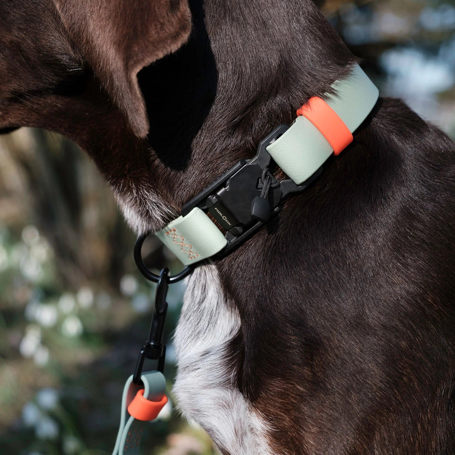 Dog wearing a collar with a blurred natural background