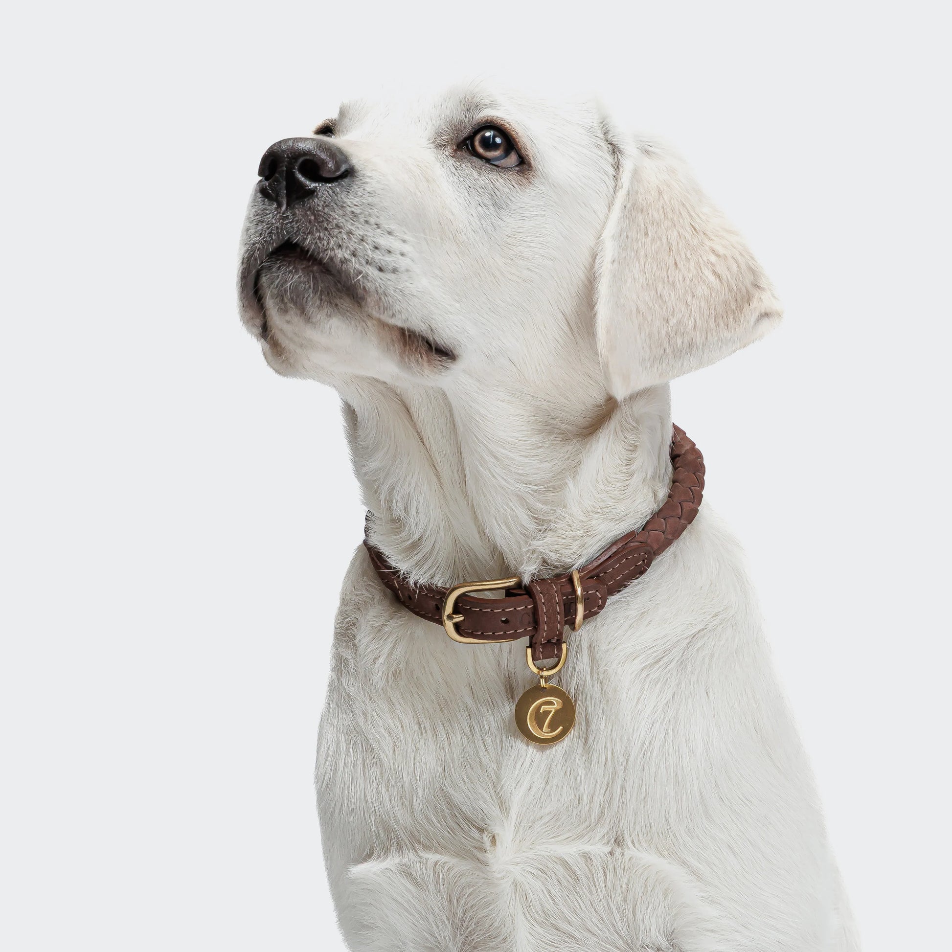 Cloud7 Dog Collar Ravello Hazel handcrafted from braided nubuck leather with genuine brass hardware from Bell & Beau.