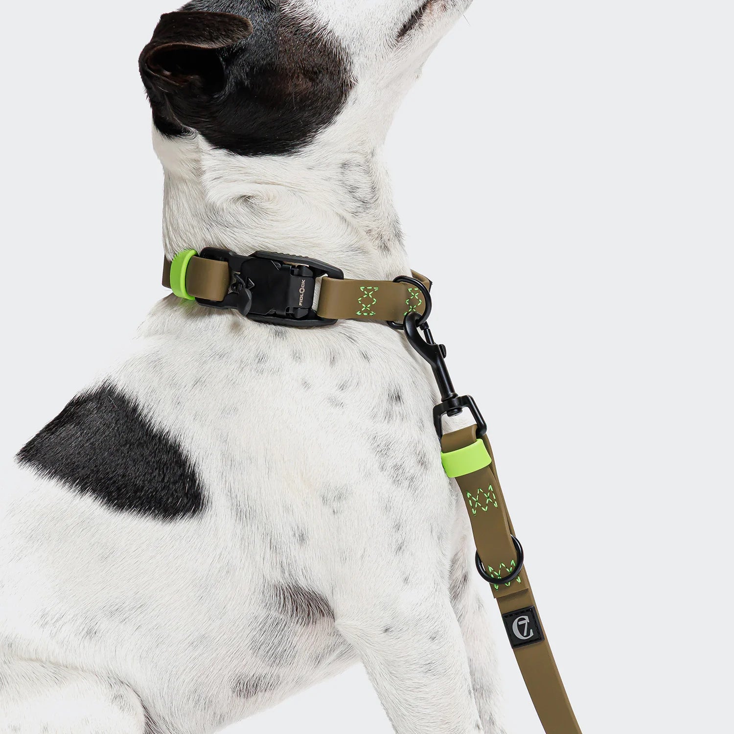 Dog wearing a green and brown harness on a white background